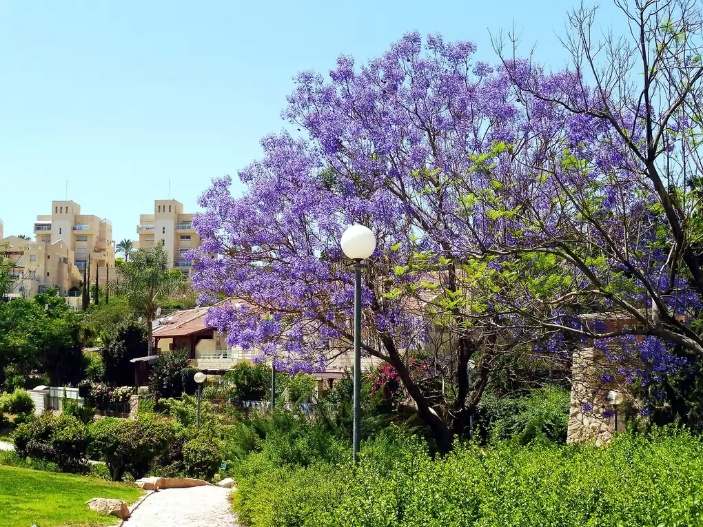 A flowering jacaranda tree in the Asher Viner Garden