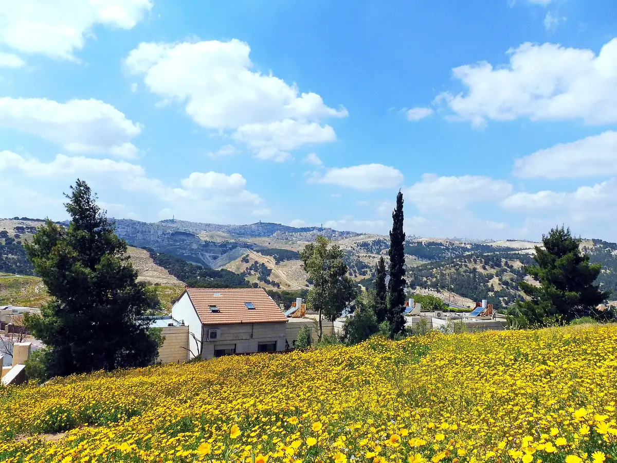 Yellow wildflowers on a slope in Klei Shir, with a house and hills beyond