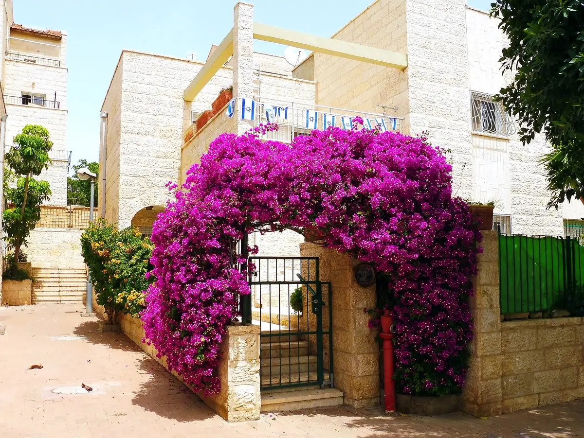 A bougainvillea arch at a building entrance on HaArava St, Tzemach HaSadeh